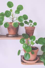 pilea.jpg